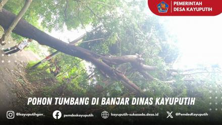 POHON TUMBANG DI BANJAR DINAS KAYUPUTIH